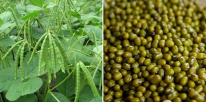 Green Gram 